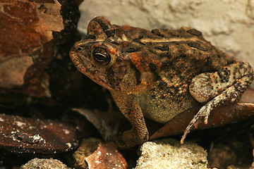 Image showing wild frog