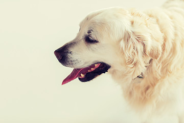 Image showing close up of golden retriever dog