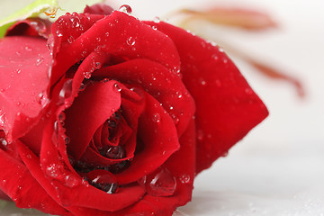 Image showing wet rose