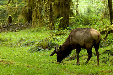 Image showing Olympic rainforest