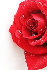 Image showing half a rose