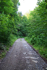 Image showing Summer forest path