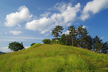 Image showing Pine tree woodland