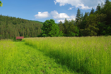 Image showing Green grass and path near forest