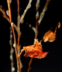 Image showing autumn leaf