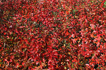 Image showing Red leafes