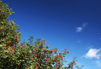 Image showing Birch tree