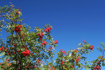 Image showing autumn berries