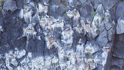 Image showing Black-legged kittiwake