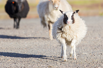 Image showing Icelandic sheep crossing a road