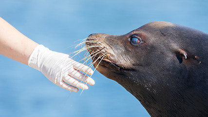 Image showing Adult sealion being treated - Selective focus