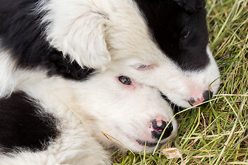 Image showing Border Collie puppies sleeping on a farm