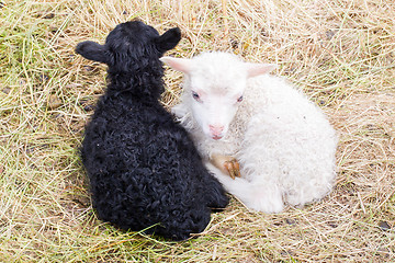 Image showing Little newborn lambs resting on the grass - Black and white