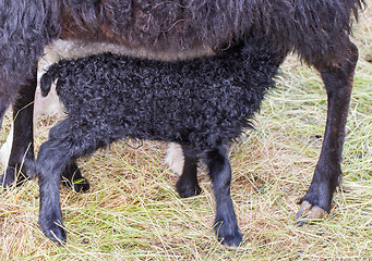 Image showing Little newborn lamb drinking