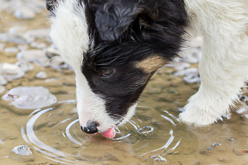 Image showing Small Border Collie puppy on a farm, drinking from a pool