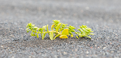 Image showing Plant growing on black sand - Iceland