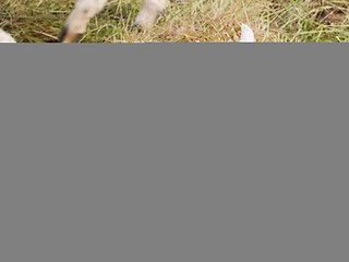 Image showing Little newborn lamb standing on the grass