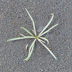 Image showing Plant growing on black sand - Iceland