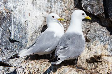 Image showing Black-legged kittiwake