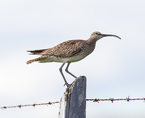 Image showing Whimbrel - Iceland