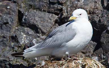 Image showing Black-legged kittiwake