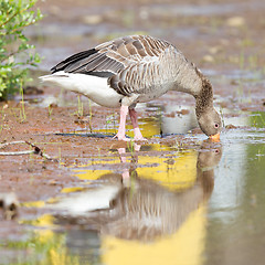 Image showing Greylag Goose drinking in a national park in Iceland