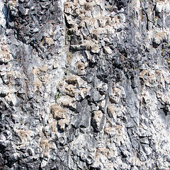 Image showing Black-legged kittiwake