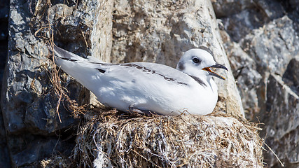 Image showing Black-legged kittiwake