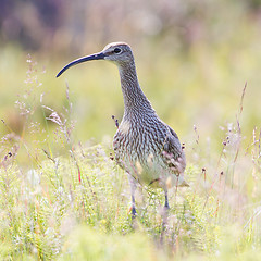 Image showing Whimbrel - Iceland