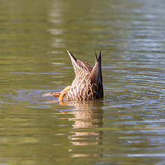 Image showing Mallard duck diving