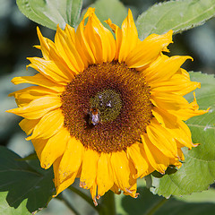 Image showing Single sunflower blooming