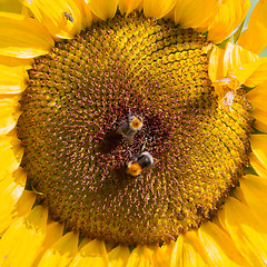 Image showing Single sunflower blooming