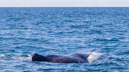 Image showing Large Sperm Whale near Iceland