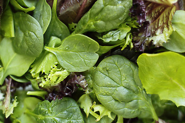 Image showing Fresh greens