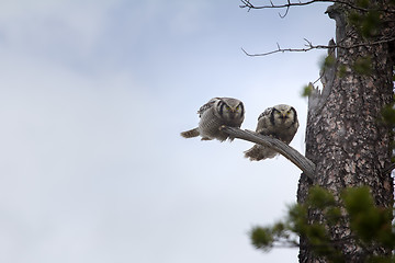 Image showing Wonderful married couple. Pair of barred owls on dry tree in taiga