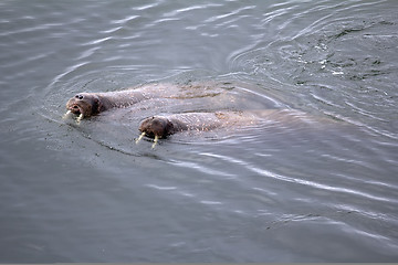 Image showing Two Atlantic walrus in state of mating. Barents sea