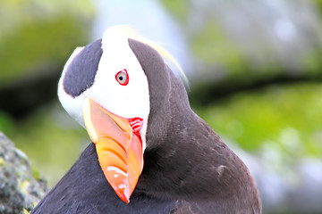 Image showing puffin (Fratercula) 4