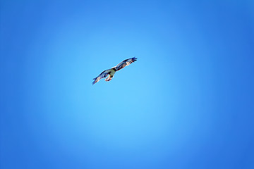 Image showing silhouette of flying osprey 