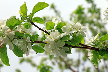 Image showing blossoming tree branch apple with white flowers