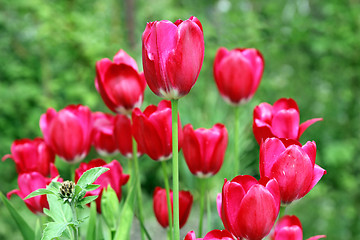 Image showing Bouquet of red tulips flowers on a background of green leaves