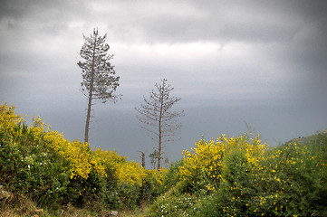 Image showing Hiking in Cinque Terre nature trail