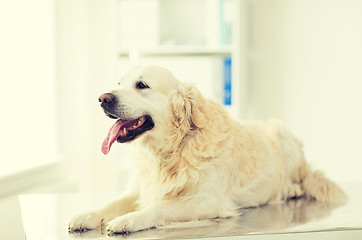 Image showing close up of golden retriever dog at vet clinic