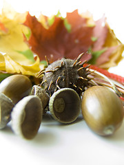 Image showing Chestnuts and acorns