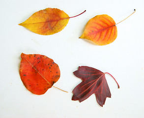 Image showing Foliage autumn on white