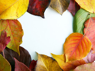 Image showing Autumn foliage on white