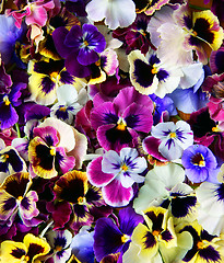 Image showing Flower Pansy