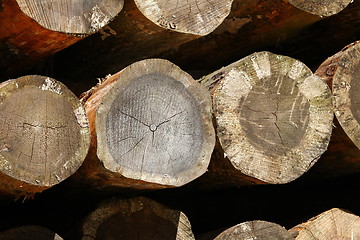 Image showing sawn trunk