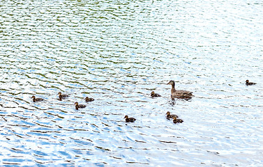 Image showing duck with ducklings swimming in lake or river