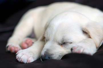Image showing Sleeping Labrador puppy