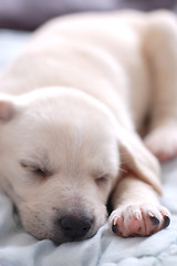 Image showing Sleeping Labrador puppy